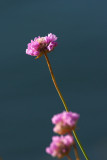 Armeria maritima