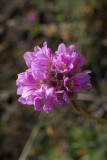 Armeria maritima