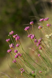 Armeria maritima