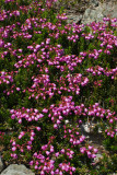 Phyllodoce empetriformis
