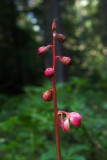 Pyrola asarifolia ssp. bracteata
