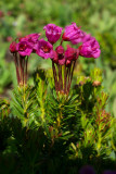 Phyllodoce empetriformis