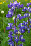 Lupinus arcticus ssp. subalpinus