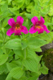 Mimulus lewisii