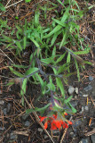 Castilleja miniata var. dixonii