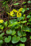 Viola sempervirens