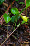 Viola sempervirens