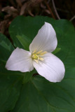 Trillium ovatum ssp. ovatum