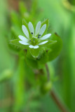 Stellaria media