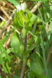 Stellaria media