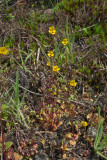 Erythranthe alsinoides