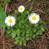 Bellis perennis