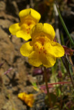 Mimulus guttatus var. depauperatus