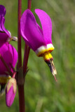 Dodecatheon hendersonii