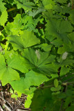 Maianthemum dilatatum