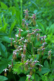 Thalictrum occidentale