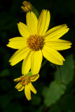 Arnica cordifolia