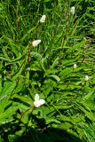 Bistorta bistortoides