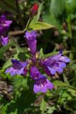 Penstemon serrulatus