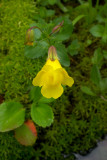 Mimulus tilingii var. tilingii