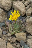 Agoseris glauca var. dasycephala