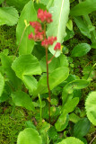 Leptarrhena pyrolifolia