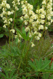 Pedicularis contorta var. contorta