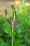 Linnaea borealis