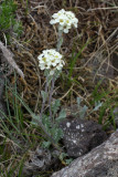 Smelowskia calycina var. americana