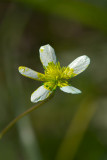 Ranunculus occidentalis (albiflora form)