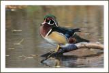   Lun des plus beaux canards du monde...