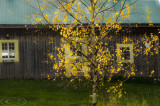jaune