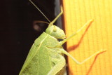 IMG_5525.JPG