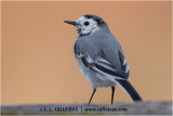 Lavandera blanca (Motacilla alba) 