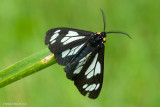 Police Car Moth