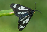 Police Car Moth