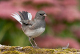 Dark-eyed Junco