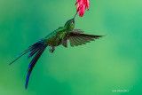 Violet-tailed Sylph, male