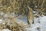 Bittern / Roerdomp