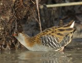 Waterrail / Waterral