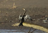 Anhinga / Slangenhalsvogel