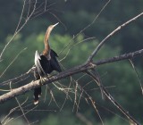 Anhinga / Slangenhalsvogel