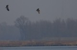 White-tailed Eagle / Zeearend