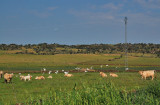 Cattle-egrets