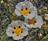 Cistus ladanfer