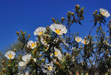 Cistus ladanfer 2