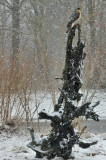 Spurvehgen venter/ A waiting Sparrowhawk