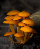 Orange Mycena