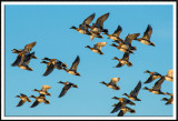 Flock of American Wigeons in Flight