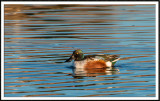 Northern Shoveler (drake)